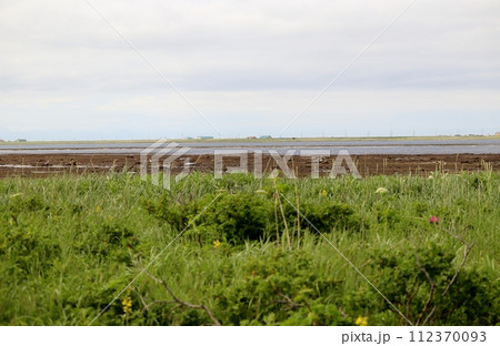 北海道東部に位置する野付半島の初夏 北海道東部に位置する野付半島の初夏 112370093