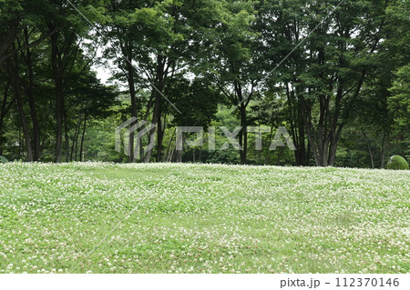 シロツメクサの草原が広がる公園 シロツメクサの草原が広がる公園 112370146