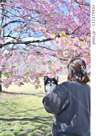ロングコートチワワと散歩する女性　満開の河津桜　お花見散歩 112370493