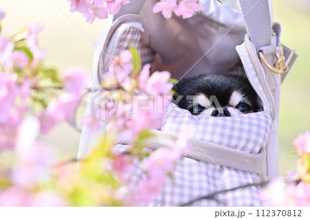 犬用キャリーバッグに入ってお花見するシニアチワワと女性　満開の河津桜 112370812
