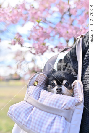 犬用キャリーバッグに入ってお花見するシニアチワワと女性　満開の河津桜 112370814