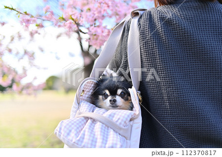 犬用キャリーバッグに入ってお花見するシニアチワワと女性 満開の河津桜 犬用キャリーバッグに入ってお花見するシニアチワワと女性 満開の河津桜 112370817