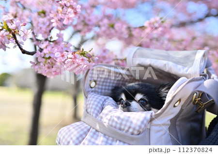 犬用キャリーバッグに入ってお花見するシニアチワワと女性 満開の河津桜 犬用キャリーバッグに入ってお花見するシニアチワワと女性 満開の河津桜 112370824