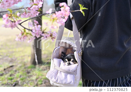 犬用キャリーバッグに入ってお花見するシニアチワワと女性 満開の河津桜 犬用キャリーバッグに入ってお花見するシニアチワワと女性 満開の河津桜 112370825