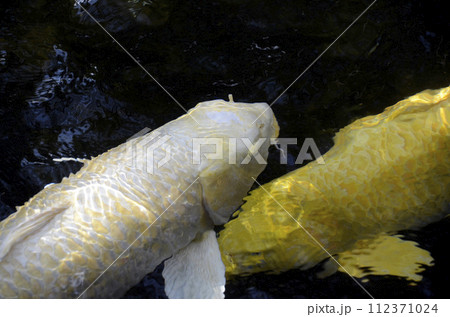 錦鯉 錦鯉 112371024