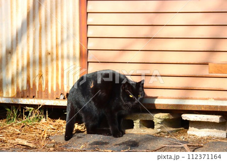 ゆずの里毛呂山町の里山で幸せに暮らす木の葉を付けた黒猫 112371164