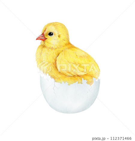 Small fluffy chick in cracked egg shell. Watercolor painted illustration. Hand drawn small fluffy chicken hatched from the egg. Funny chick farm bird element on white background Small fluffy chick in cracked egg shell. Watercolor painted illustration. Hand drawn small fluffy chicken hatched from the egg. Funny chick farm bird element on white background 112371466