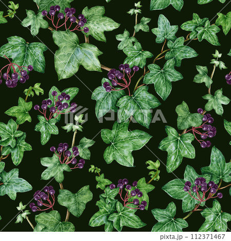 Ivy vine seamless pattern. Watercolor illustration. Hedera helix painted image. Botanical fresh ivy green stem with leaves, buds and berries. Hedera plant seamless pattern. Dark background Ivy vine seamless pattern. Watercolor illustration. Hedera helix painted image. Botanical fresh ivy green stem with leaves, buds and berries. Hedera plant seamless pattern. Dark background 112371467
