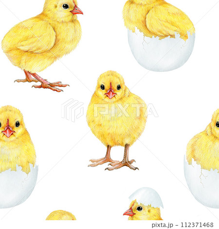 Small yellow chicken seamless pattern. Watercolor painted illustration. Hand drawn small fluffy newborn chicken hatched from the egg. Cute chick farm bird seamless pattern on white background 112371468