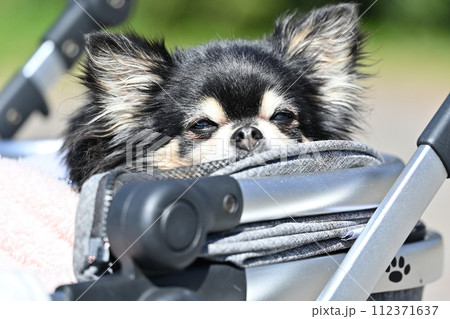 犬用カートで散歩するシニアのロングコートチワワ 112371637
