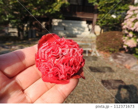 ツバキ（椿）の変わり種：紅卜伴（ベニボクハン）/紅唐子（ベニカラコ） 112371673