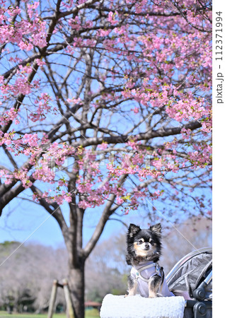 犬用カートで河津桜を見ながら散歩するシニアのロングコートチワワ 犬用カートで河津桜を見ながら散歩するシニアのロングコートチワワ 112371994