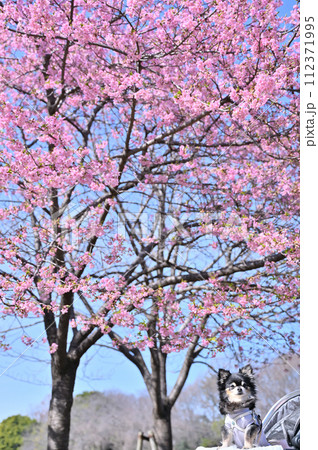 犬用カートで河津桜を見ながら散歩するシニアのロングコートチワワ 犬用カートで河津桜を見ながら散歩するシニアのロングコートチワワ 112371995