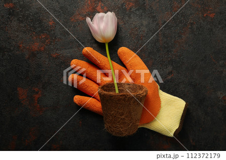 Tulip, flower pot and garden glove on dark gray background, top view 112372179