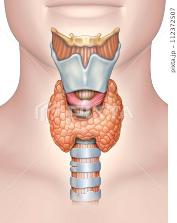 Anatomy of the thyroid gland Anatomy of the thyroid gland 112372507