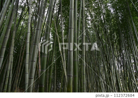 日本の春の京都　嵐山周辺の街並み　観光名所の竹林の小径　沢山の竹のクローズアップ写真 112372684