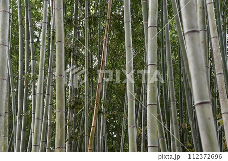 日本の春の京都 嵐山周辺の街並み 観光名所の竹林の小径 沢山の竹のクローズアップ写真 日本の春の京都 嵐山周辺の街並み 観光名所の竹林の小径 沢山の竹のクローズアップ写真 112372696