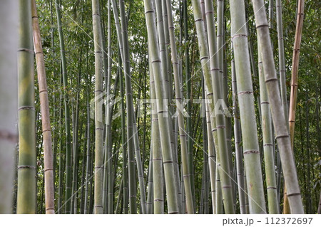 日本の春の京都 嵐山周辺の街並み 観光名所の竹林の小径 沢山の竹のクローズアップ写真 日本の春の京都 嵐山周辺の街並み 観光名所の竹林の小径 沢山の竹のクローズアップ写真 112372697