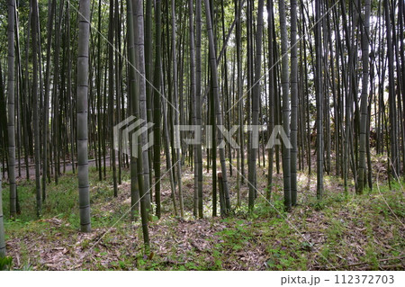 日本の春の京都　嵐山周辺の街並み　観光名所の竹林の小径　沢山の竹のクローズアップ写真 112372703