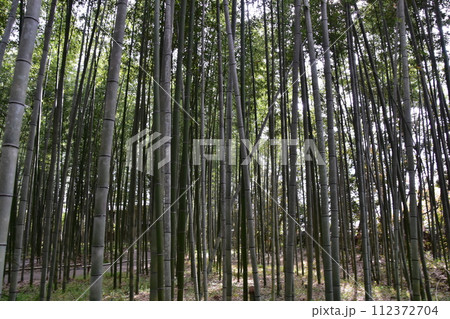 日本の春の京都　嵐山周辺の街並み　観光名所の竹林の小径　沢山の竹のクローズアップ写真 112372704