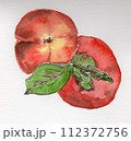 柿　柿の実　（手描きイラスト） 112372756