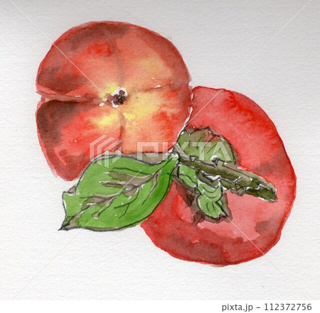 柿　柿の実　（手描きイラスト） 112372756