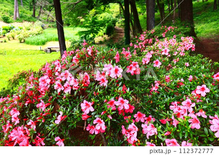 ヤマツツジ咲く青梅市ハイキングコース 112372777