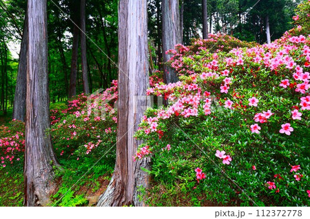 ヤマツツジ咲く青梅市ハイキングコース 112372778