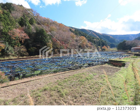 伊豆のワサビ田と青空 112373035