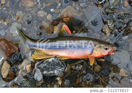 派手な婚姻色に染まった雄のカワムツ 派手な婚姻色に染まった雄のカワムツ 112373817