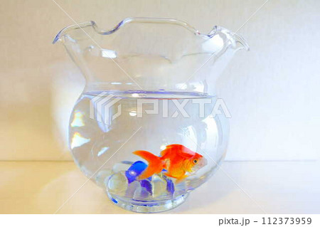 キンギョ　金魚　魚　夏　日本　和 112373959