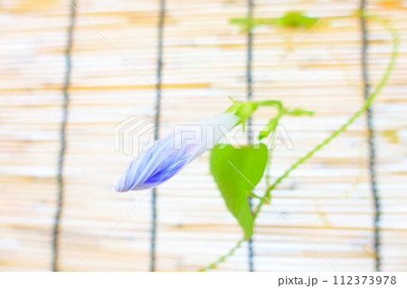 アサガオ　朝顔　あさがお　つぼみ 112373978