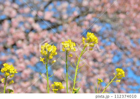 埼玉県深谷市榛の森（はんのもり）公園の美しい河津桜 112374010