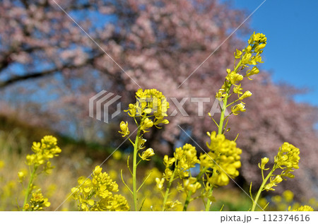 埼玉県深谷市榛の森(はんのもり)公園の美しい河津桜 埼玉県深谷市榛の森(はんのもり)公園の美しい河津桜 112374616