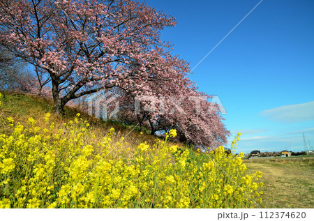 埼玉県深谷市榛の森(はんのもり)公園の美しい河津桜 埼玉県深谷市榛の森(はんのもり)公園の美しい河津桜 112374620