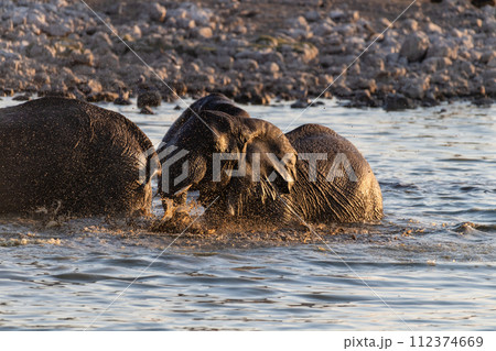 Bathing Elephants in Etosha Bathing Elephants in Etosha 112374669
