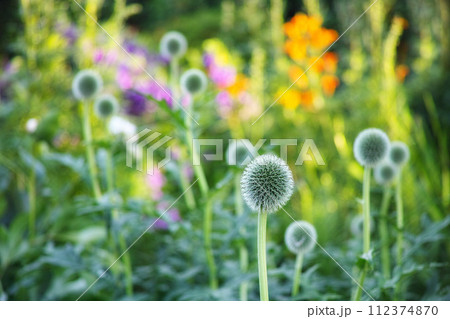 Globe thistle, natural and plant in spring meadow for closeup, fresh and nature wild vegetation. Ecology and pollen flower for biodiversity, sustainability and environmental garden botanical growth 112374870
