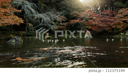 Koi pond, trees and nature with landscape and environment, ducks and fish with sunshine and park in Japan. Garden, Earth with lake or water background, location or destination for travel and tourism Koi pond, trees and nature with landscape and environment, ducks and fish with sunshine and park in Japan. Garden, Earth with lake or water background, location or destination for travel and tourism 112375194