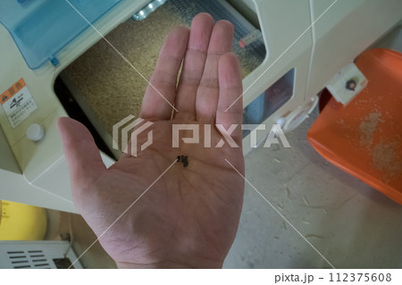 Hulling Hulling 112375608