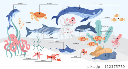 Hand drawn sea animals infographic with names 112375770