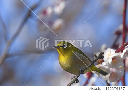 満開の白梅にメジロ （春イメージ） 112376127