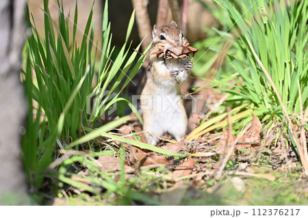 立ち姿が可愛い落ち葉を集めるシマリス　埼玉県さいたま市（市民の森・見沼グリーンセンター・りすの家） 112376217