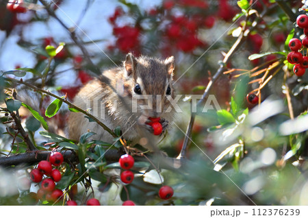 ピラカンサの実を食べるシマリス 埼玉県さいたま市(市民の森・見沼グリーンセンター・りすの家) ピラカンサの実を食べるシマリス 埼玉県さいたま市(市民の森・見沼グリーンセンター・りすの家) 112376239