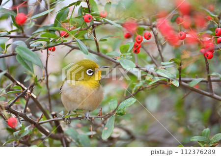 ピラカンサの実を食べるメジロ 112376289