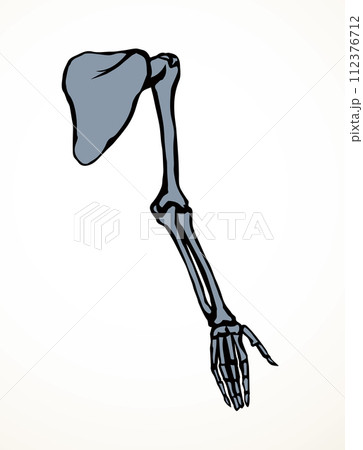 Vector drawing. Bones of the arm and shoulder 112376712