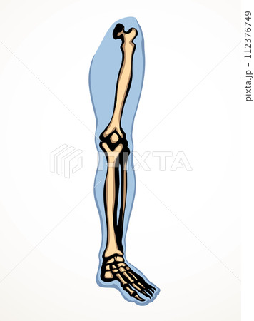 Vector drawing. Bones of the leg 112376749