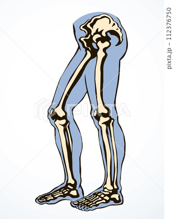 Vector drawing. Bones of the leg Vector drawing. Bones of the leg 112376750