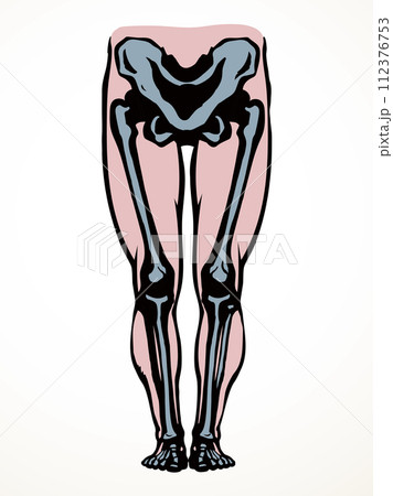 Vector drawing. Bones of the leg 112376753