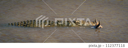 Panorama of Nile crocodile holding wildebeest calf 112377118