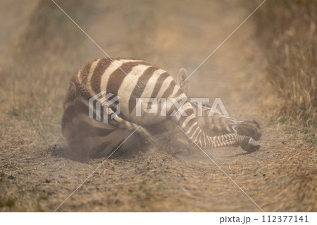 Plains zebra lies with head on ground 112377141